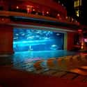 The Golden Nugget Pool - Golden Nugget Las Vegas on Random Most Terrifying Water Attractions In World