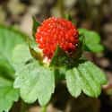 Wild Strawberries on Random Most Delicious Fruits