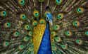 Peacock on Random World's Most Beautiful Animals