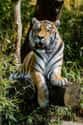 Siberian Tiger on Random World's Most Beautiful Animals