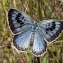 Butterfly on Random World's Most Beautiful Animals