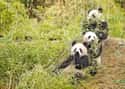 Panda Bear on Random World's Most Beautiful Animals