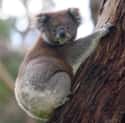 Koala Bear on Random World's Most Beautiful Animals