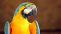 Macaw on Random World's Most Beautiful Animals