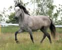 Andalusian Horse on Random World's Most Beautiful Animals