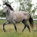 Andalusian Horse on Random World's Most Beautiful Animals