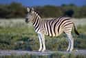 Zebra on Random World's Most Beautiful Animals