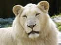 White Lion on Random World's Most Beautiful Animals