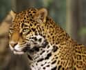 Jaguar on Random World's Most Beautiful Animals