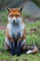 Red Fox on Random World's Most Beautiful Animals