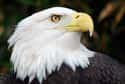 Bald Eagle on Random World's Most Beautiful Animals