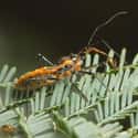 Assassin Bug on Random Grossest Bugs on Earth
