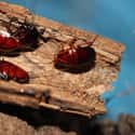 Palmetto Bug on Random Grossest Bugs on Earth