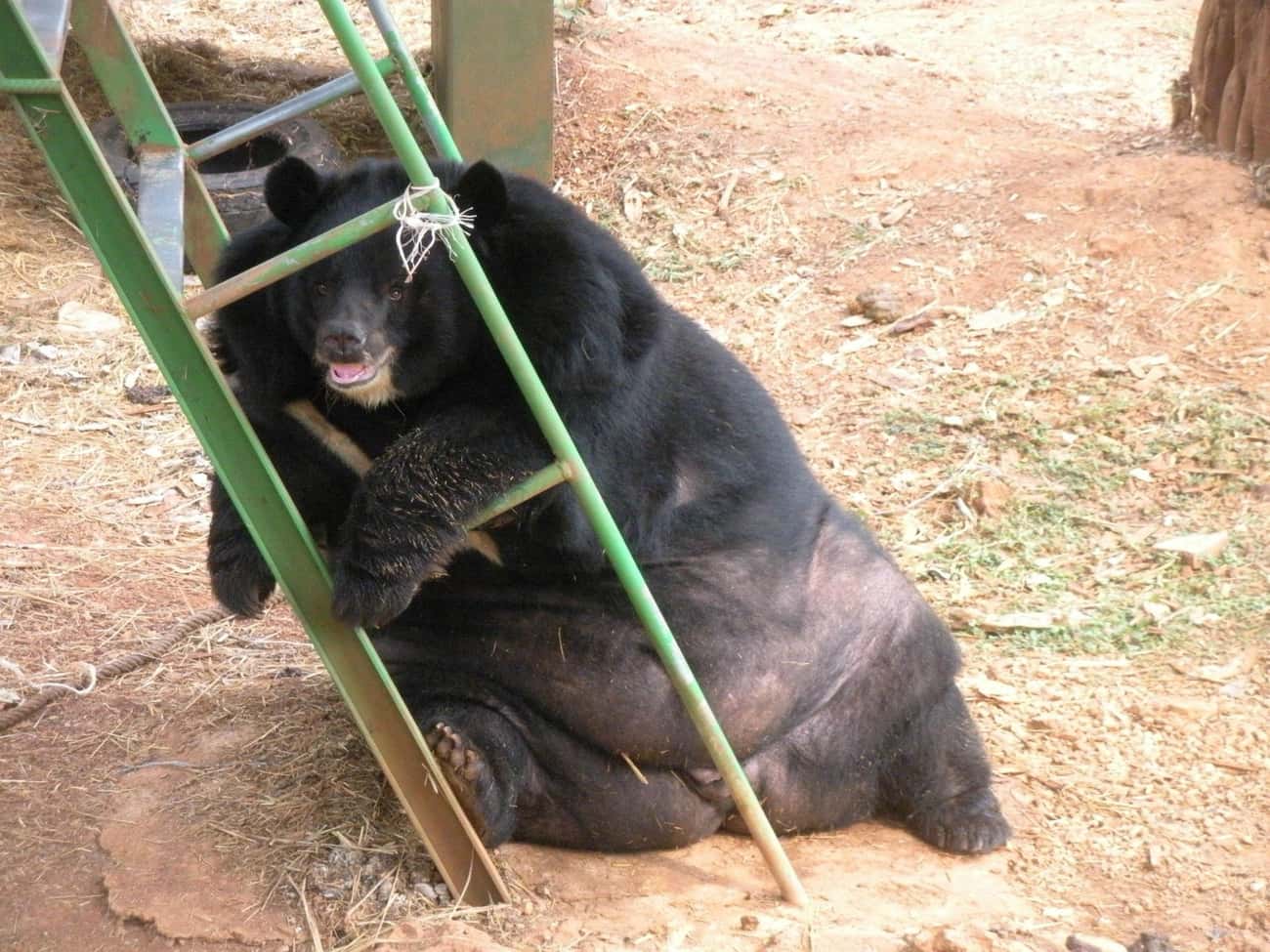 Смешной толстый медведь