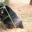 Playground Bear on Random Fattest Animals in Internet History