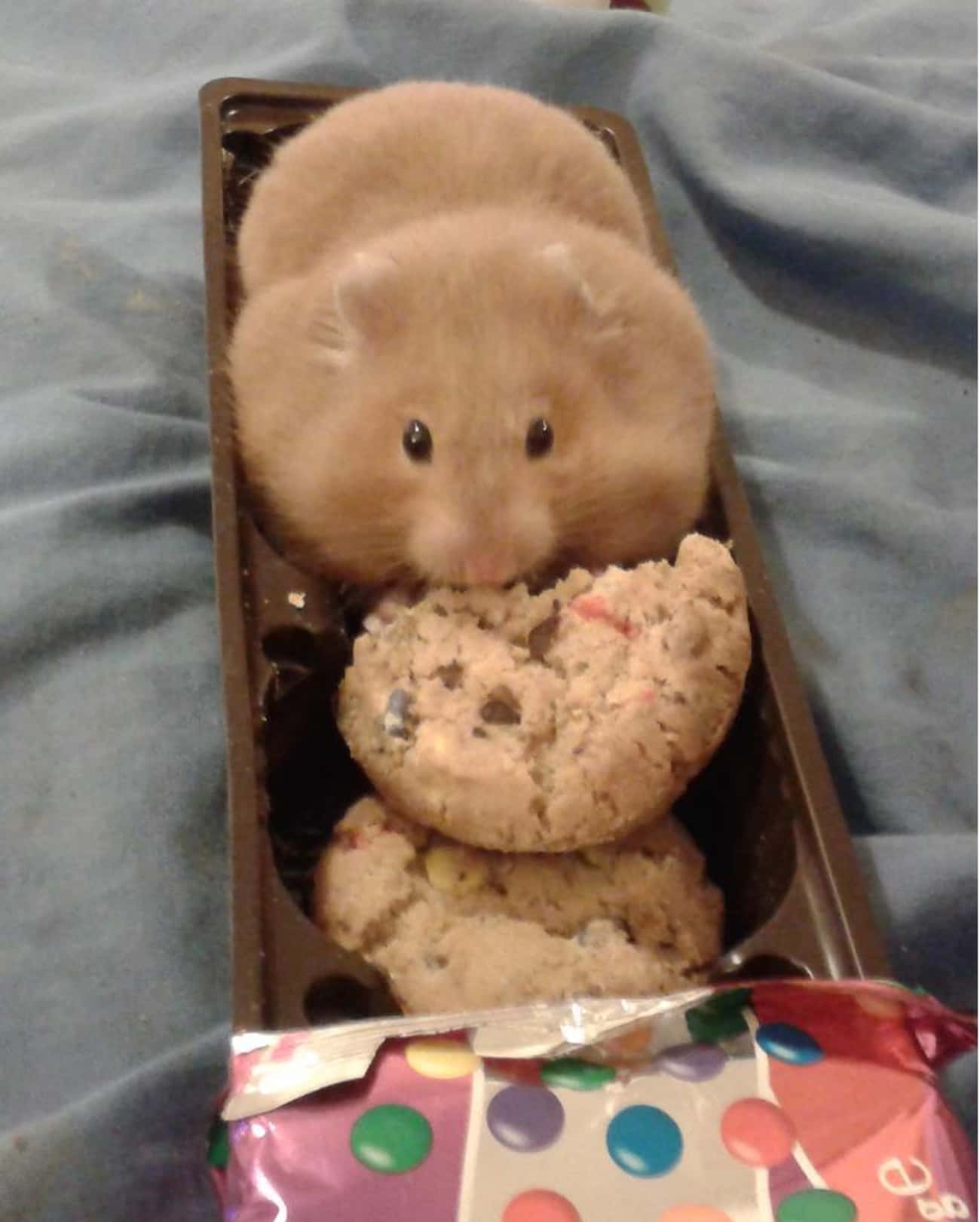 Cookie-Loving Hamster