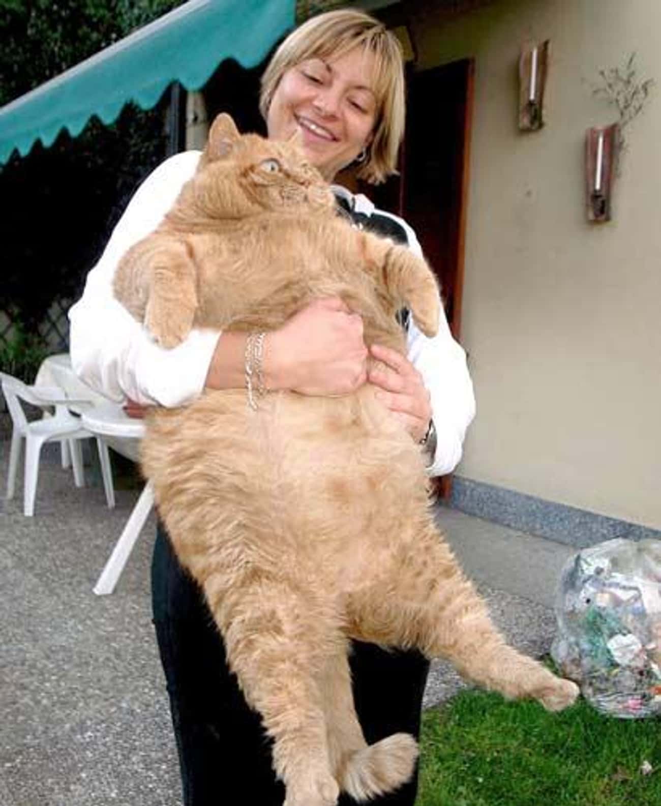 самый толстый кот в мире фото