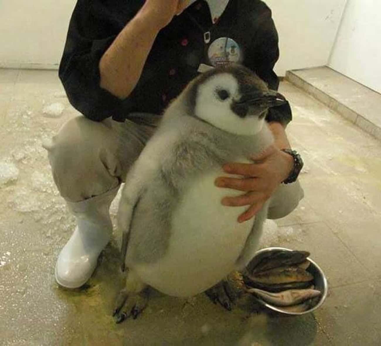 Plump Little Penguin