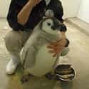 Plump Little Penguin on Random Fattest Animals in Internet History