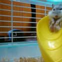 Fat Hamster On Slide on Random Fattest Animals in Internet History