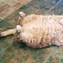 Fat Striped Cat on Random Fattest Animals in Internet History