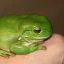 Fat Frog on Random Fattest Animals in Internet History