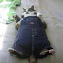 Cat In Overalls on Random Fattest Animals in Internet History