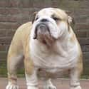 Jowly Bulldog on Random Fattest Animals in Internet History
