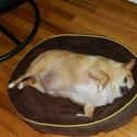 Obese Chihuahua on Random Fattest Animals in Internet History