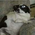 Fat Dog With Sunglasses on Random Fattest Animals in Internet History
