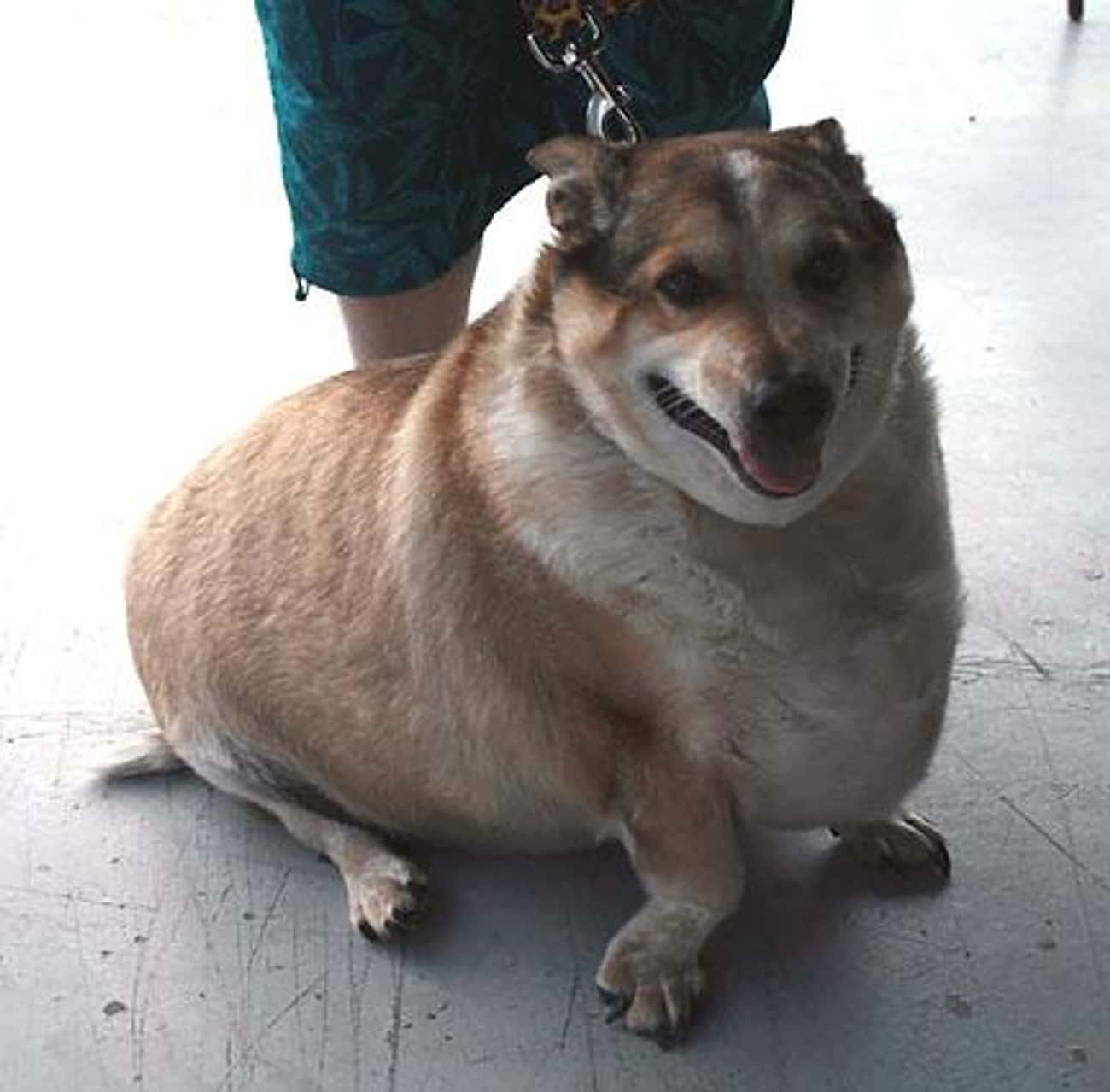 Очень жирная собака