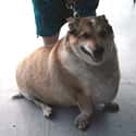 Huge Corgi on Random Fattest Animals in Internet History