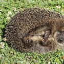 Rotund Hedgehog on Random Fattest Animals in Internet History