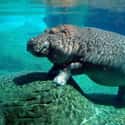 Super Sturdy Hippo on Random Fattest Animals in Internet History