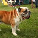 Rotund Bulldog on Random Fattest Animals in Internet History