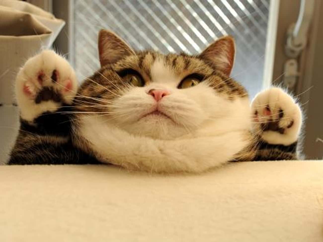 Милый толстый кот