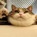 Fat Cat's Head on Random Fattest Animals in Internet History