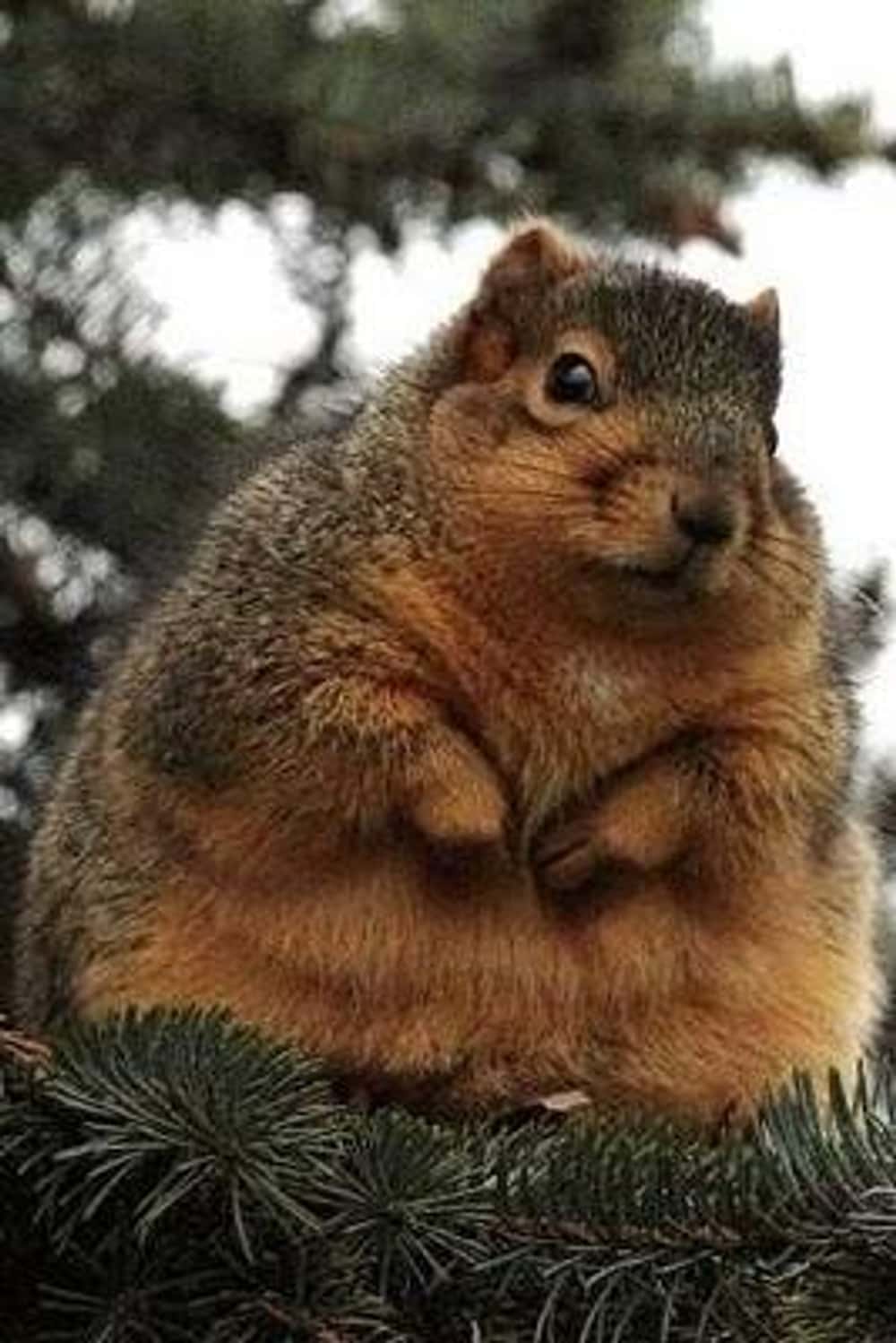 Fat Animals | The 50 Best Pictures of Obese Animals (Cute)