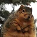 Big Squirrel on Random Fattest Animals in Internet History