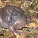 Fat Purple Frog on Random Fattest Animals in Internet History