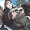 Giant Raccoon on Random Fattest Animals in Internet History