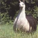 Fat Llama on Random Fattest Animals in Internet History