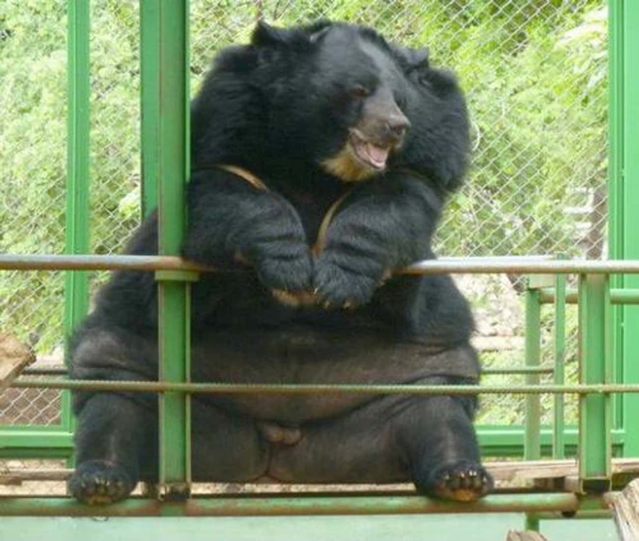 Жирный медведь