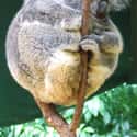 Fat Koala on Random Fattest Animals in Internet History