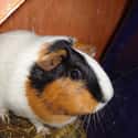 Squat Guinea Pig on Random Fattest Animals in Internet History