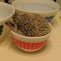 Round Hedgehog In A Bowl on Random Fattest Animals in Internet History