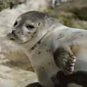 Round Seal on Random Fattest Animals in Internet History