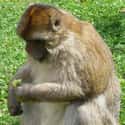 Fat Monkey on Random Fattest Animals in Internet History