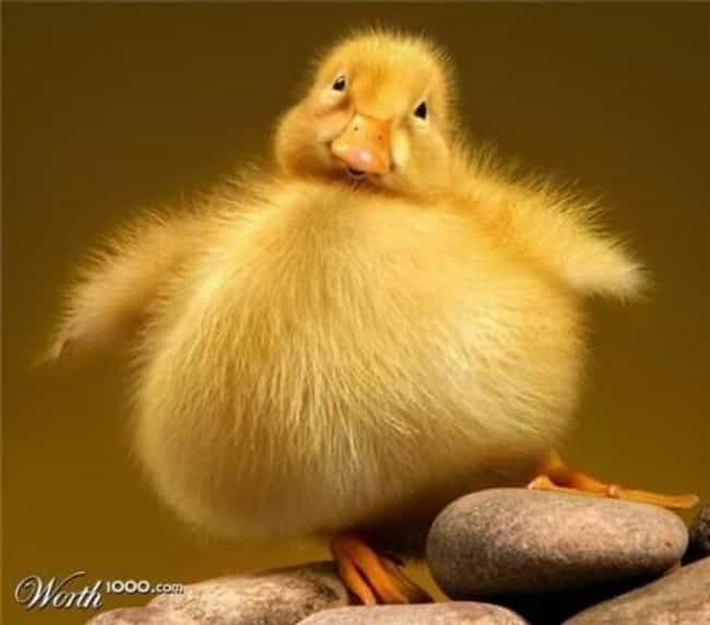 The 51 Fattest Animals in Internet History - ViraLuck