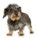 Wire Hair Dachshund on Random Best Dogs for Allergies